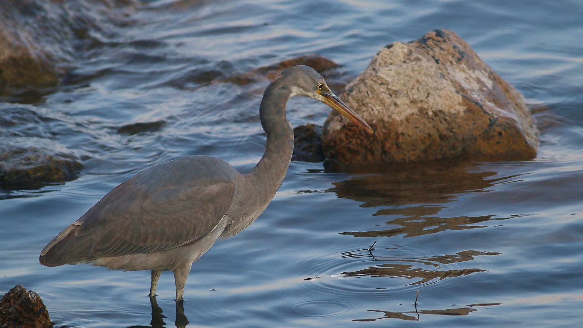 Western Reef-Heron